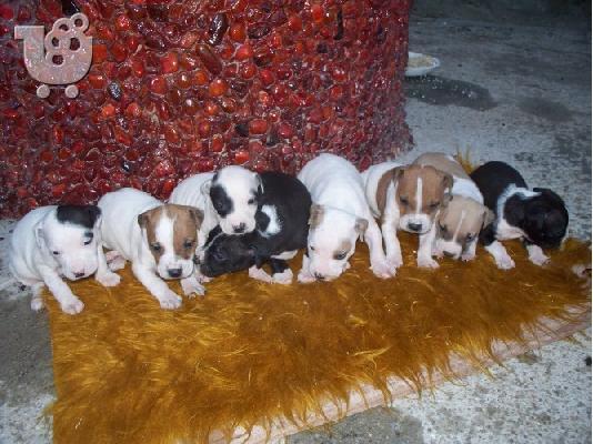 Πιτμπουλ τερριε -360 euro